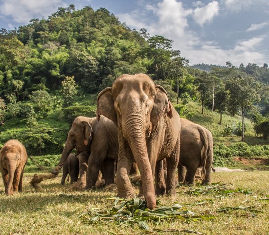 Safari en Thaïlande   Chiang Mai