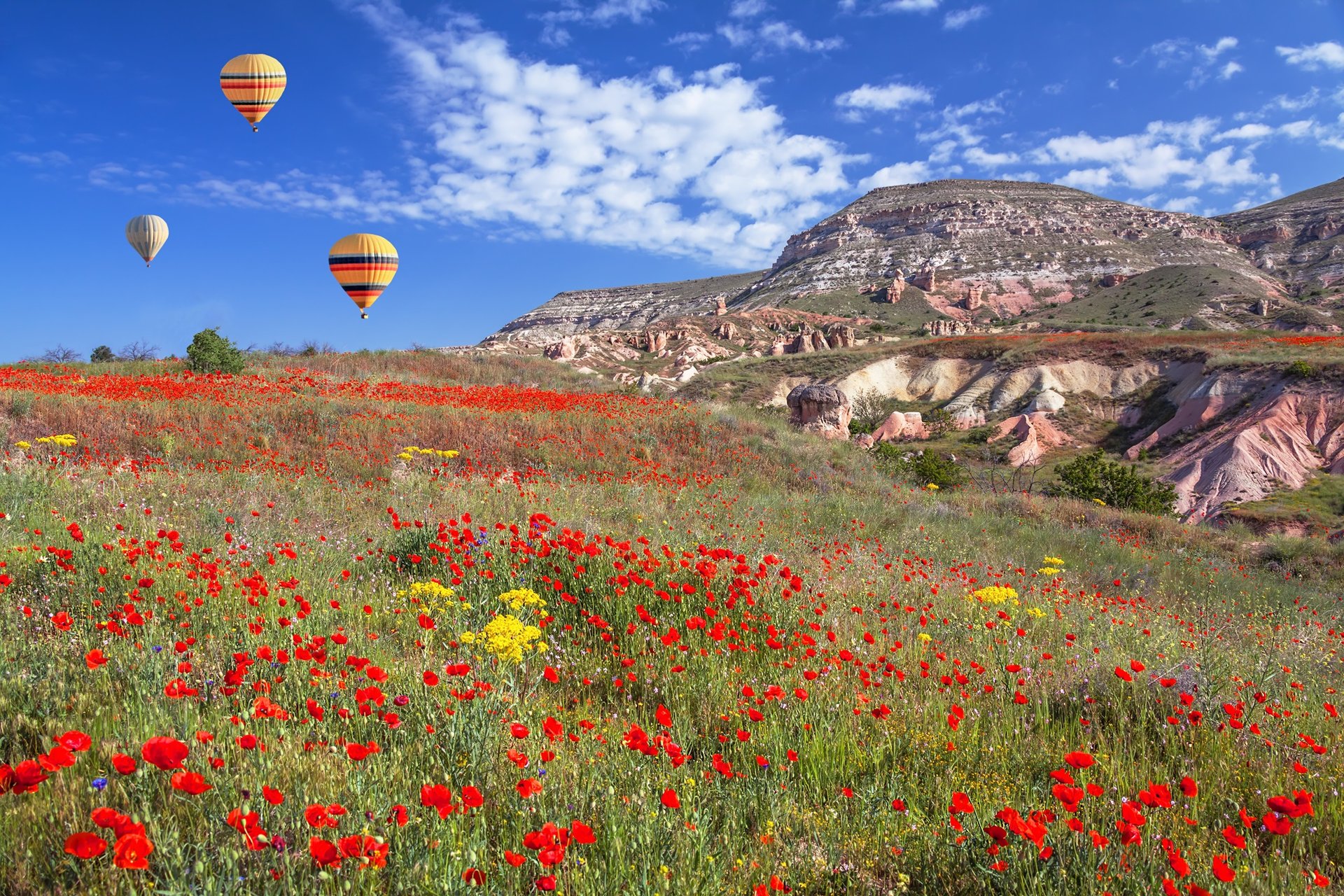 turquie printemps saison fleurs