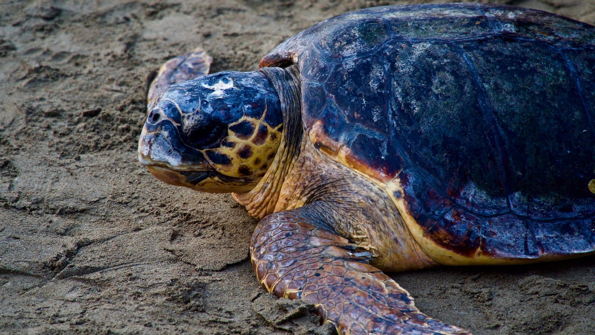 turquie tortue caouanne faune flore