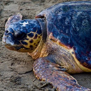 turquie tortue caouanne faune flore