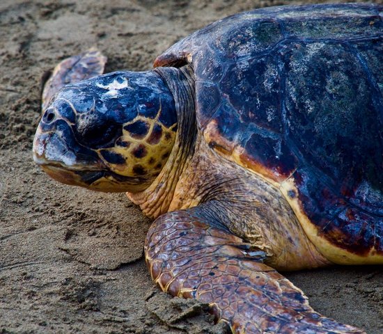 turquie tortue caouanne faune flore