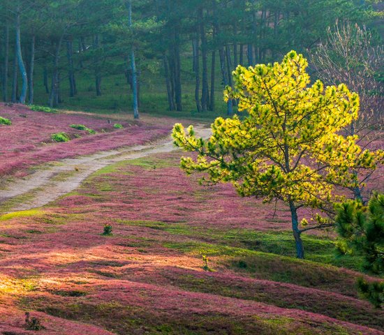 Da Lat