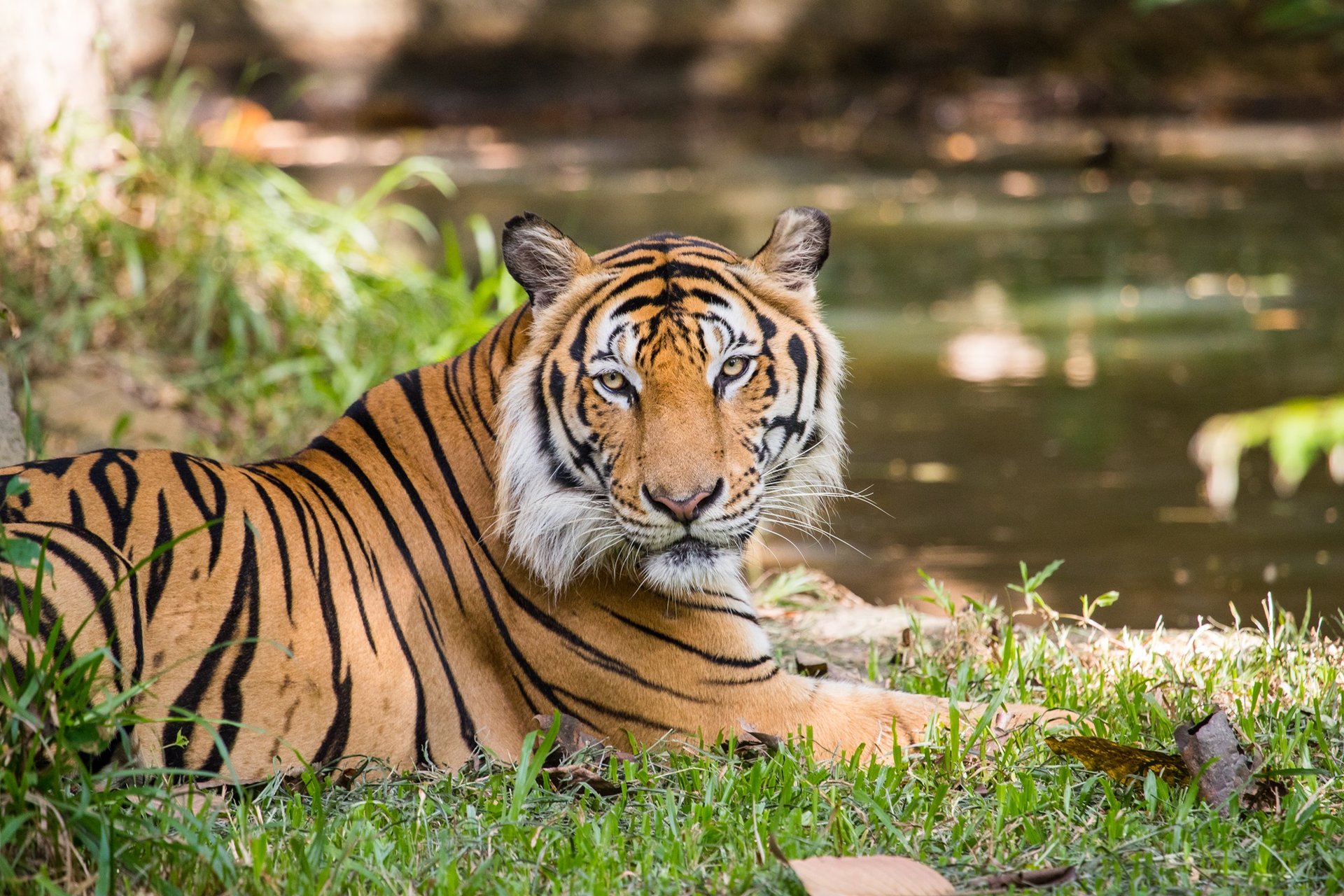 Les animaux au Vietnam