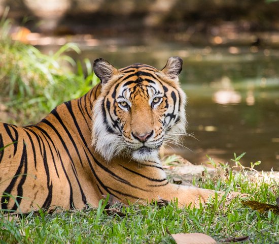 Les animaux au Vietnam