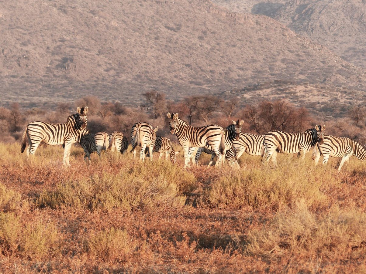 Quand Partir En Namibie… Pour Voir Les Animaux ! - TraceDirecte